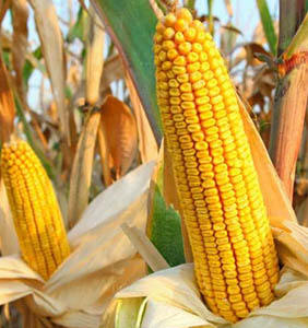 禾源18玉米種子